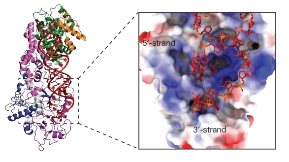 Bí ẩn" về cơ chế của enzyme DICER