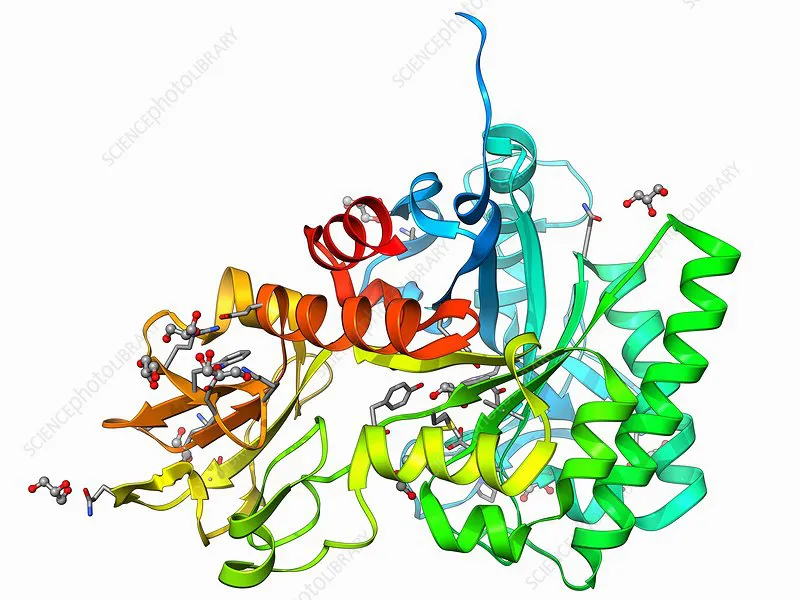 Tinh sạch chitinase bằng hệ hai pha