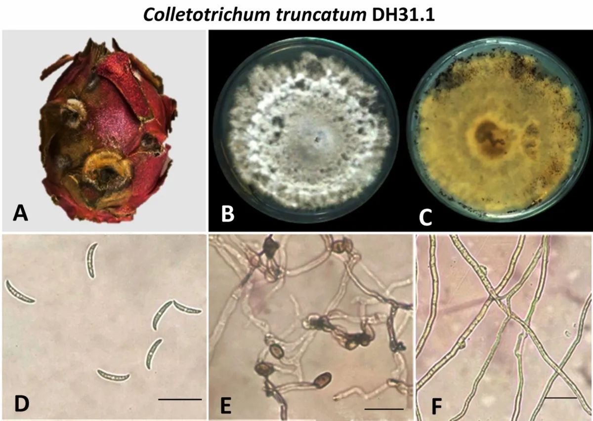 Kiểm soát bệnh thán thư ở thanh long